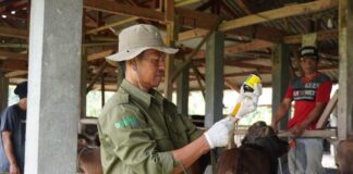 Dinas Peternakan Subang Lakukan Pemeriksaan Kesehatan Hewan Qurban Assyifa Peduli