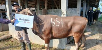 BSI dan LAZ Assyifa Peduli Perkuat Sinergi Qurban, Tebar Manfaat untuk Umat